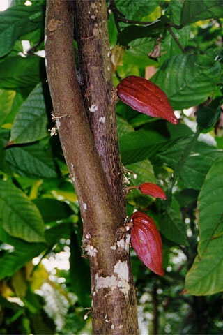 Cacao