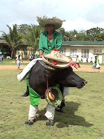 Carabao Queen