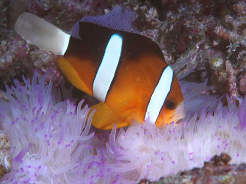 Clark's Anemonefish