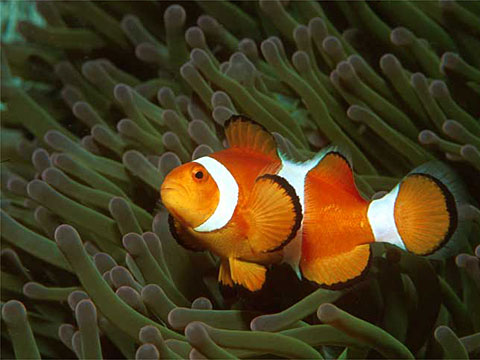 Clown Anemonefish