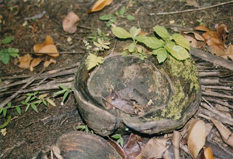 Coconut Husk Garden