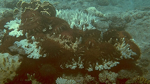 Crown-of-Thorns starfish