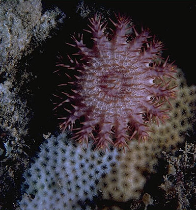 Crown-of-Thorns Starfish