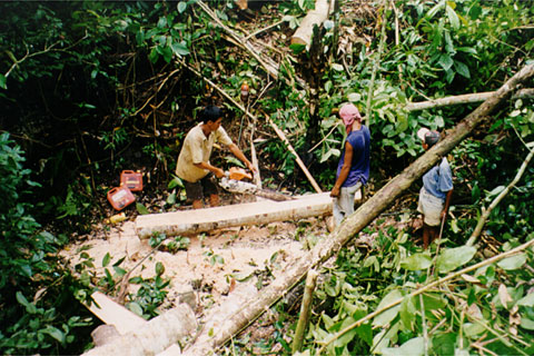 Cutting a tree