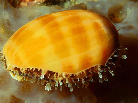 Cowrie shell