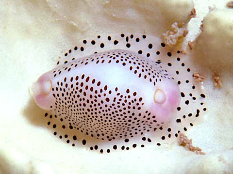 Cowrie shell