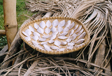 Drying Fish