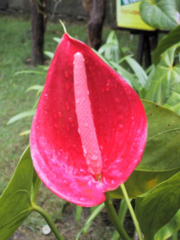 Anthurium