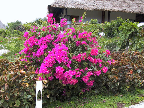 Bougainville