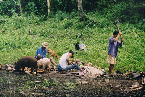 Harvesting copra