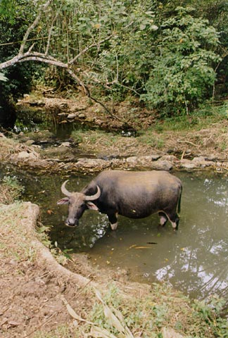 Carabao