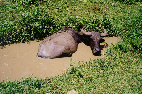 Carabao pond