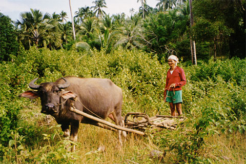 Carabao sledge