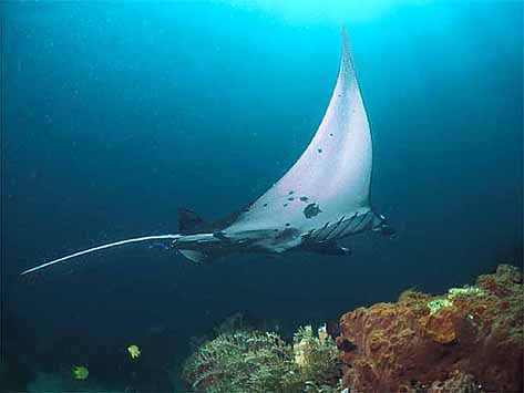 Manta Ray