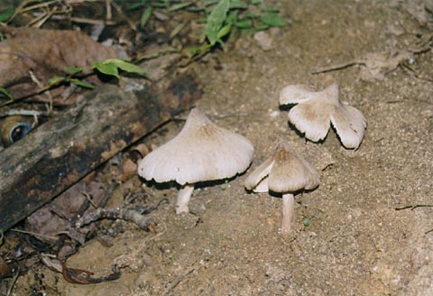 Mushrooms