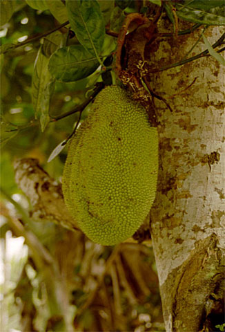 Jackfruit