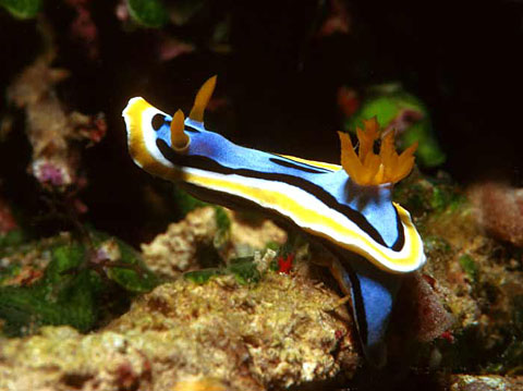 Nudibranch <i>Chromodoris annae</i>