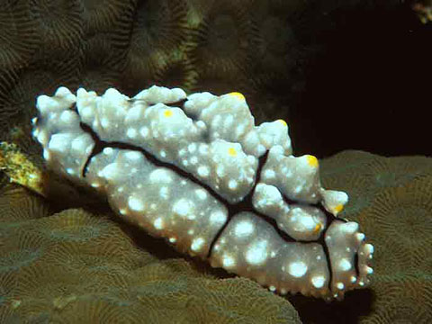 Nudibranch <i>Phyllidia elegans</i>