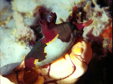 Nudibranch