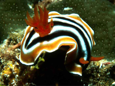 Nudibranch <i>Chromodoris magnifica</i>