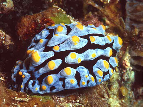 Nudibranch <i>Phyllidia varicosa</i>