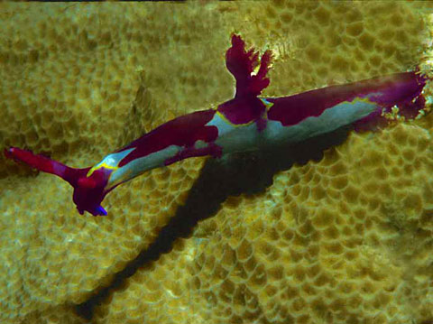 Nudibranch <i>Nembrotha chamberlaini</i>