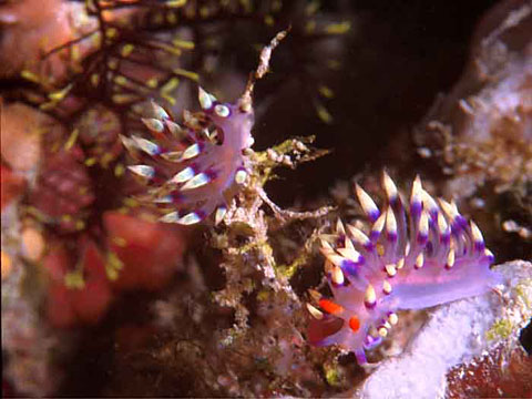 Nudibranch