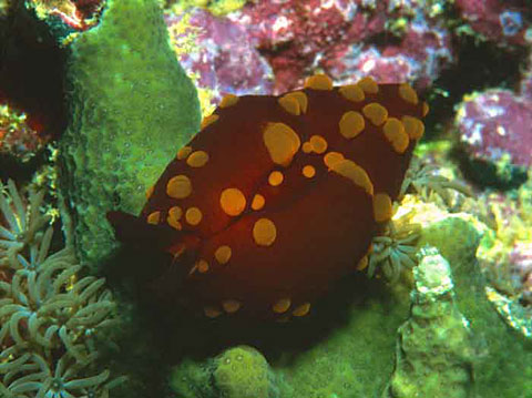 Nudibranch