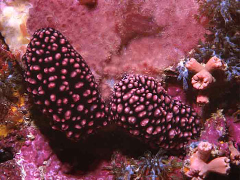 Nudibranch <i>Phyllidiella nigra</i>