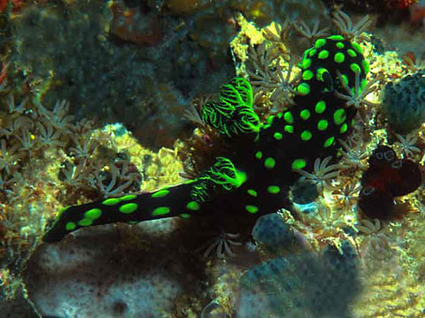 Nudibranch <i>Nembrotha cristata</i>