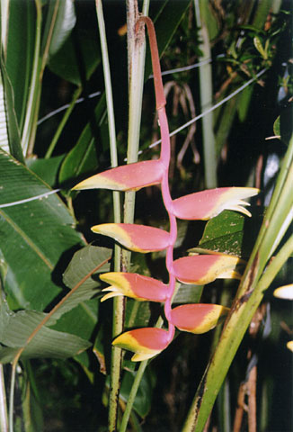 Hanging Lobster claw  Flower