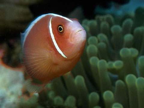 Pink Anemonefish