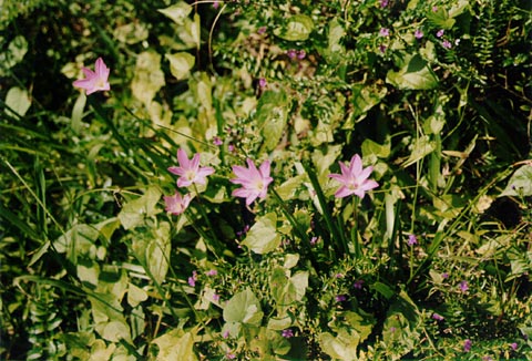 Pink Rain Lily