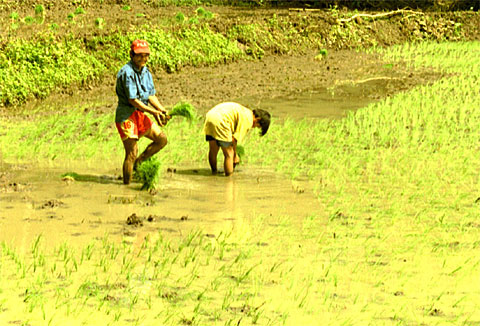 Planting rice