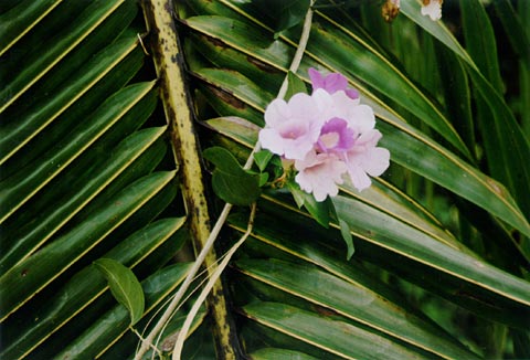 Ahos-ahos or Garlic vine Flower