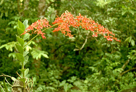 Orchids