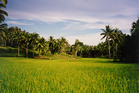 Rice fields