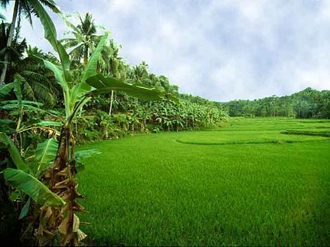 Rice Fields