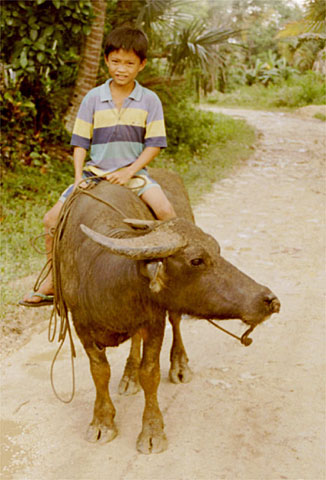 Carabao