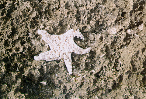 Seastar Skeleton