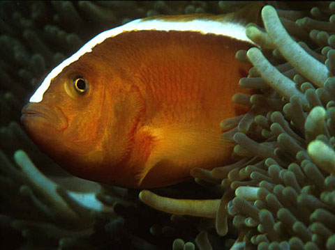 Skunk Anemonefish