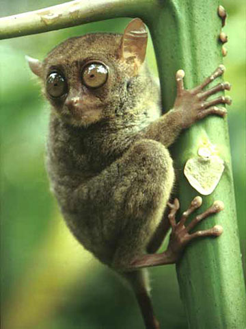 Philippine Tarsier