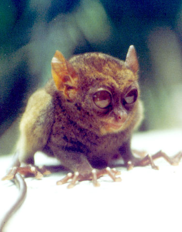 Philippine Tarsier