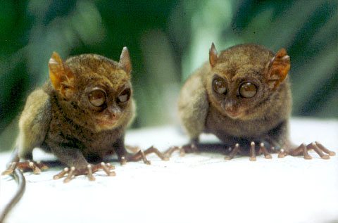 Philippine Tarsiers