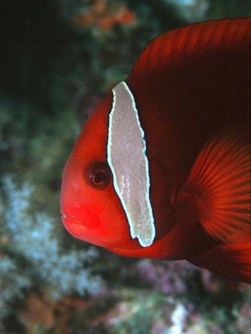 Tomato Anemonefish