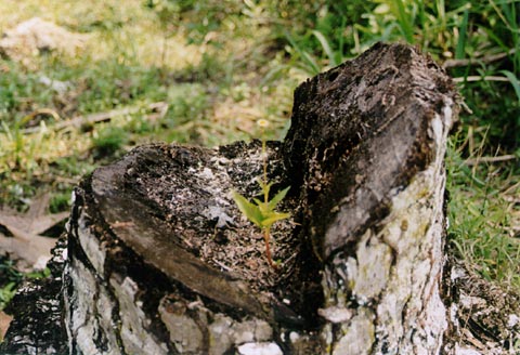 Treetrunk