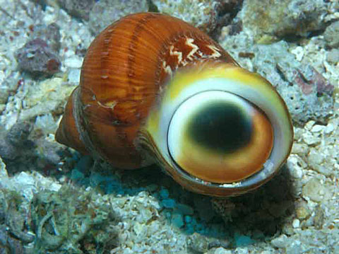 Turban shell