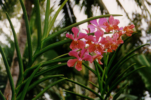 Orchids