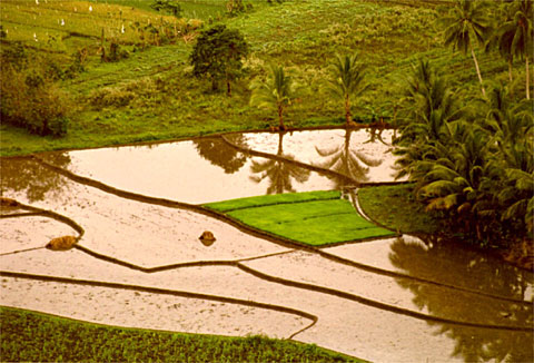 View from the Chocolate Hills