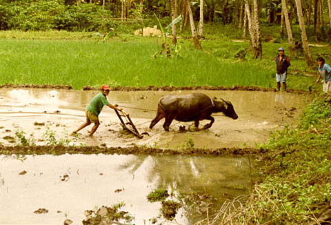 Rice Fields